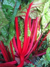 Rhubarb Seeds , Swiss Chard Rhubarb Seeds, "COOL BEANS N SPROUTS" Brand.