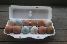 Styrofoam Bulk Egg Cartons (50 pack)  White