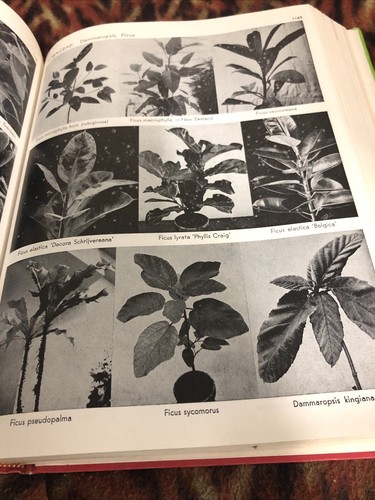 Exotica Pictorial Cyclopedia of Exotic Plants by Alfred Graf 8th Ed 1976 Scarce - Picture 14 of 15
