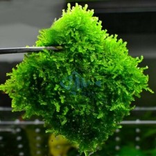 Aquarium Fish Tank Shrimp Tank Stainless Steel Moss Mesh Net Java Moss