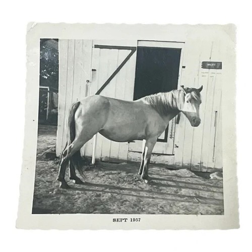 Pferd vor Scheune September 1957 Vintage Foto BBX
