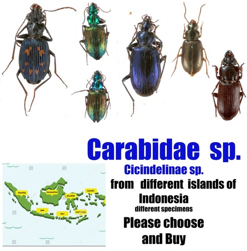 Carabidae Cicindelinae different sp. from different islands of Indonesia MIX - Picture 1 of 50