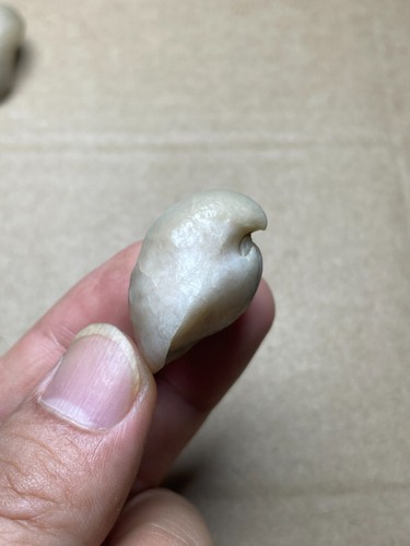 6 pieces beautiful Devonian period brachiopod Stringocephalus specimen stone - Picture 13 of 24