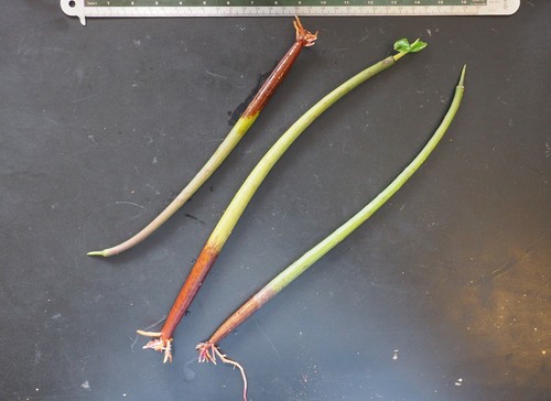 Red Mangrove (Rhizophora mangle) - seed - Bild 4 von 5