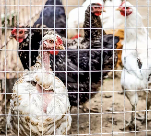 Fechter Draht geschweißter Drahtzaun 6 Fuß x 50 Fuß 14 Stärke mit Masche 2 Zoll x 4 zoll - Bild 6 von 11