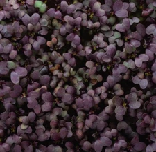 Red Garnet Mustard MICROGREEN Seeds | Heirloom | Non-GMO | Seeds for Sprouting