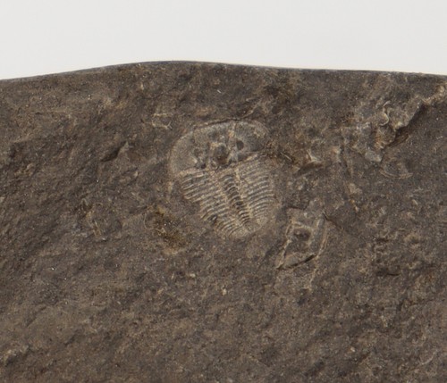 Trilobit, Aulacopleura (Arethusina) konincki, Silur, Lodinice vicino a Praga, CZE-i465 - Foto 4 di 7
