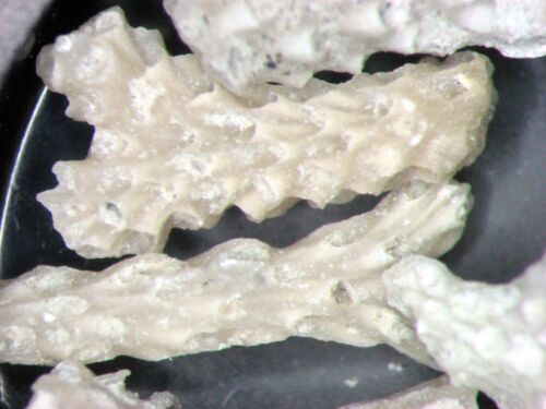 Silurian of Gotland identified bryozoa bryozoan fossils in slide mount 1/bid - Picture 2 of 58