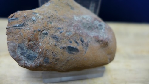 GEOLOGICAL ENTERPRISES Cretaceous fossil fish pieces on matrix Teleost sp. undt. - Picture 2 of 4