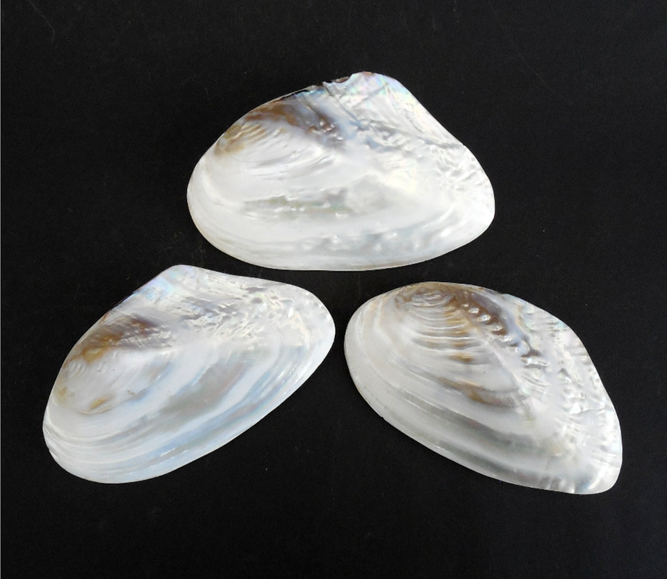 Large Pearlized Whole Clam Mussel Shells 3 pcs. 6