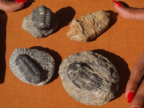 TRILOBITE Collection Hollardops Mesocristata + 3 More 393 Million Yrs. Old