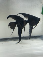 Proven Breeding Pair AngelFish -Black Long Fin One Years Old