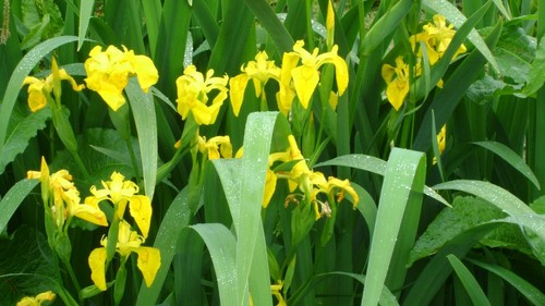 10 Semillas de Lirio Amarillo (Iris Pseudacorus) - Picture 4 of 5