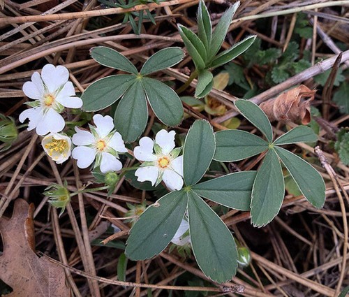 Potentilla Alba ( White Cinquefoil ) Wurzel, BIO aus den Karpaten. - Bild 3 von 5
