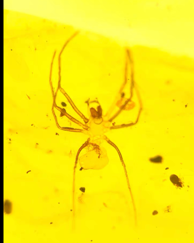 Burmese fossil burmite Cretaceous amber spider mosquito insect fossil Myanmar - Picture 5 of 8
