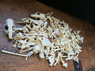 A collection of small animal bones including 2 rat craniums and jaw bones