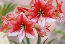 SHOW MASTER Jumbo Amaryllis Bulb 34-36 cm - US Seller