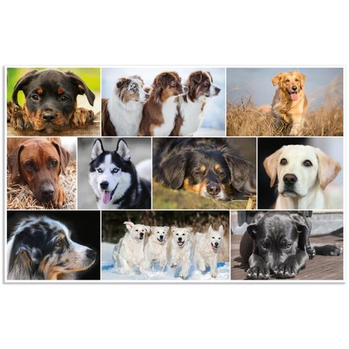 HERMA_ HERMA Schreibtischunterlage Katzen 55x35cm (4008705193795) - Bild 2 von 2