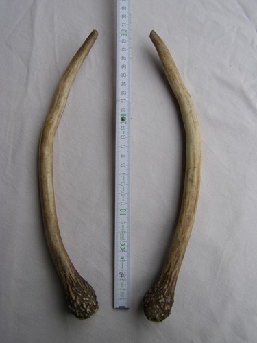 Geweihstangen Paar Rotwild- Spieser. Länge 30cm. - Bild 1 von 2