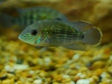 BEAUTIFUL GREEN TERROR CICHLID 1.5" to 2"