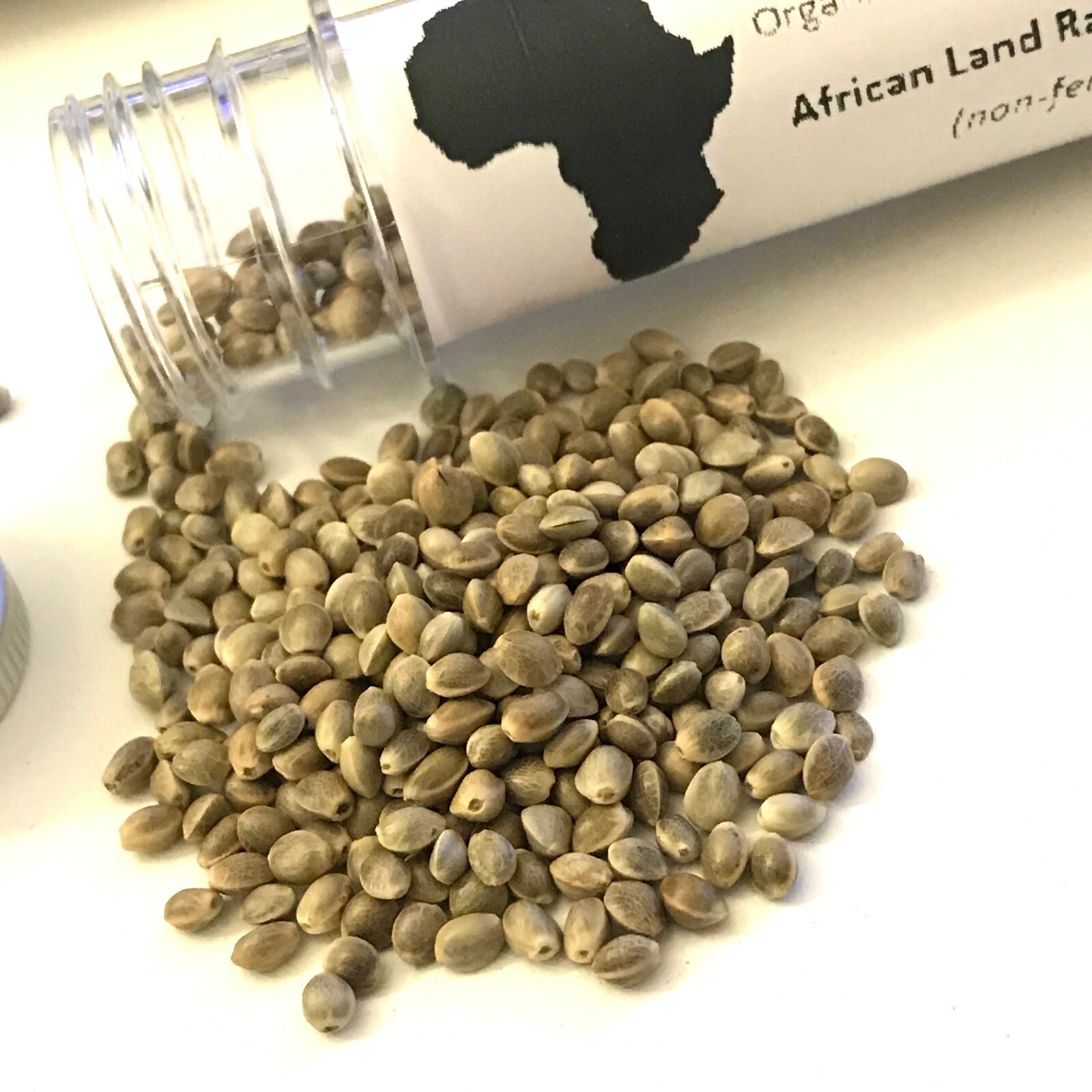 Sage 200 seeds Certified Organic Seed USA GROWN Salvia Officinalis