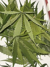 75 Dried Pressed Hemp Leaves THC-Free Botanical PlantArt Supplies Craft DIY Leaf