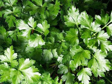 Parsley Seeds - Dark Green Italian Flat-leaf. 1.gram