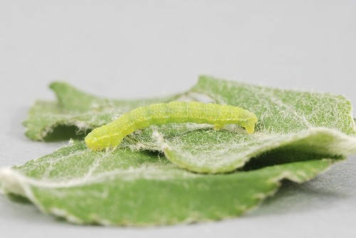Schacht Baumleim Raupenleim 1 Kg Leimring grün Raupen Insektenleim Insekten-leim - Bild 6 von 6