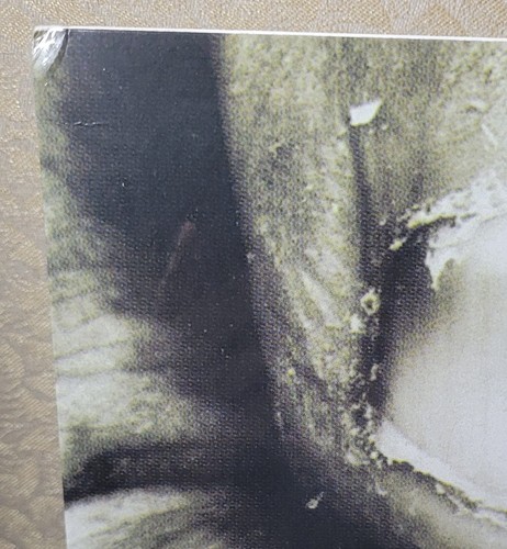 BUCKCHERRY 15 (Sealed & New)w/minor sleeve damage - Picture 3 of 4
