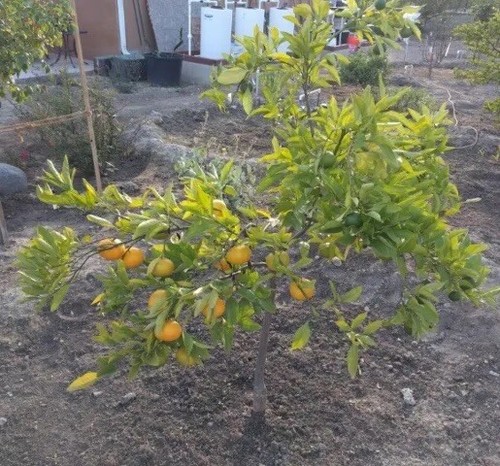 Grafted Semi Dwarf OWARI Satsuma Mandarin Citrus Tree Citrapot Ship UPSOvernight - Picture 7 of 10