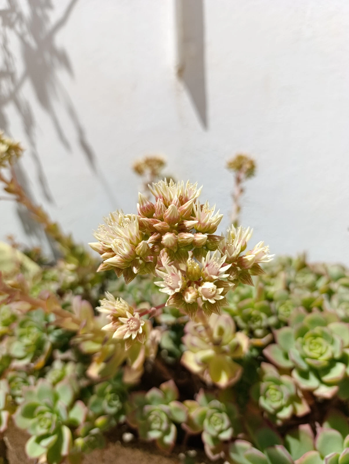 Foto 7 di 10