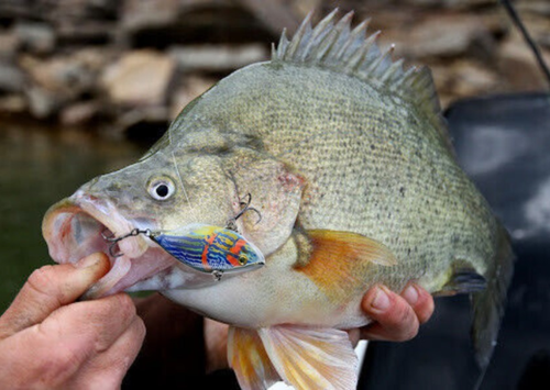 5x Hard Body Vibes 72mm 18g Fishing Cast Jigs Lure Barra Redfin Bream Flatty Cod - Picture 12 of 14