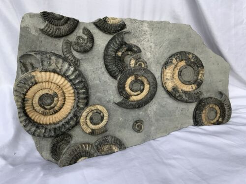 Rare Multiblock Metophioceras sp Fossil Ammonite, Jurassic, Lyme Regis, Dorset. - Picture 5 of 15