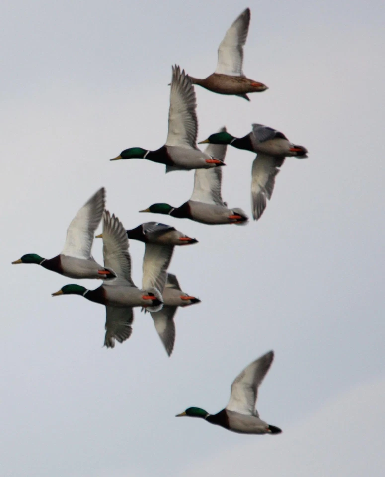 Hunting Original Wench Call - Image 2 of 2