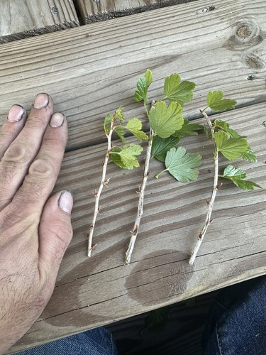 3 Hinnomaki Red Gooseberry Plant CUTTINGS With Rooting Compound For Propagation