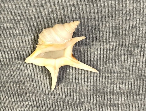 Aporrhais pesgallinae (African Pelican's-foot) 33.4mm !!! - Picture 3 of 3