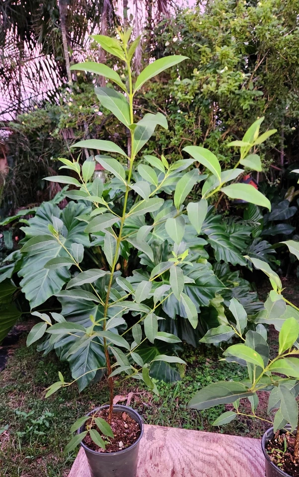 Árbol de eucalipto arco iris deglupta en maceta de 5" de 17" de alto (no semillas) Foto 3 de 4