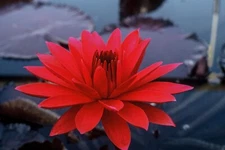 Red Flare - Nymphaea | RARE Water Lily | Night Blooming Tropical