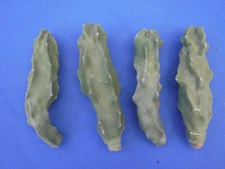 1 Totem Pole Cactus v. Lophocereus schottii 6"-8" Unrooted Cutting Thin Version 