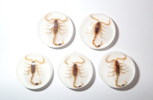 Insect Cabochon Golden Scorpion Specimen Round 19 mm on White 2 pieces Lot - Picture 9 of 12
