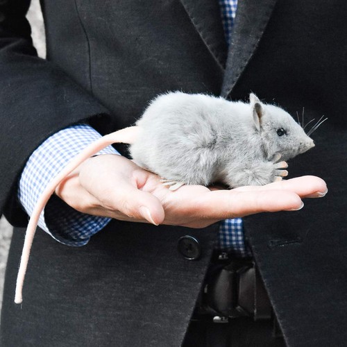 HANSA Gray Mouse No.5579 12cm Animal Plush Toy Shipping from Japan NEW - Picture 7 of 9