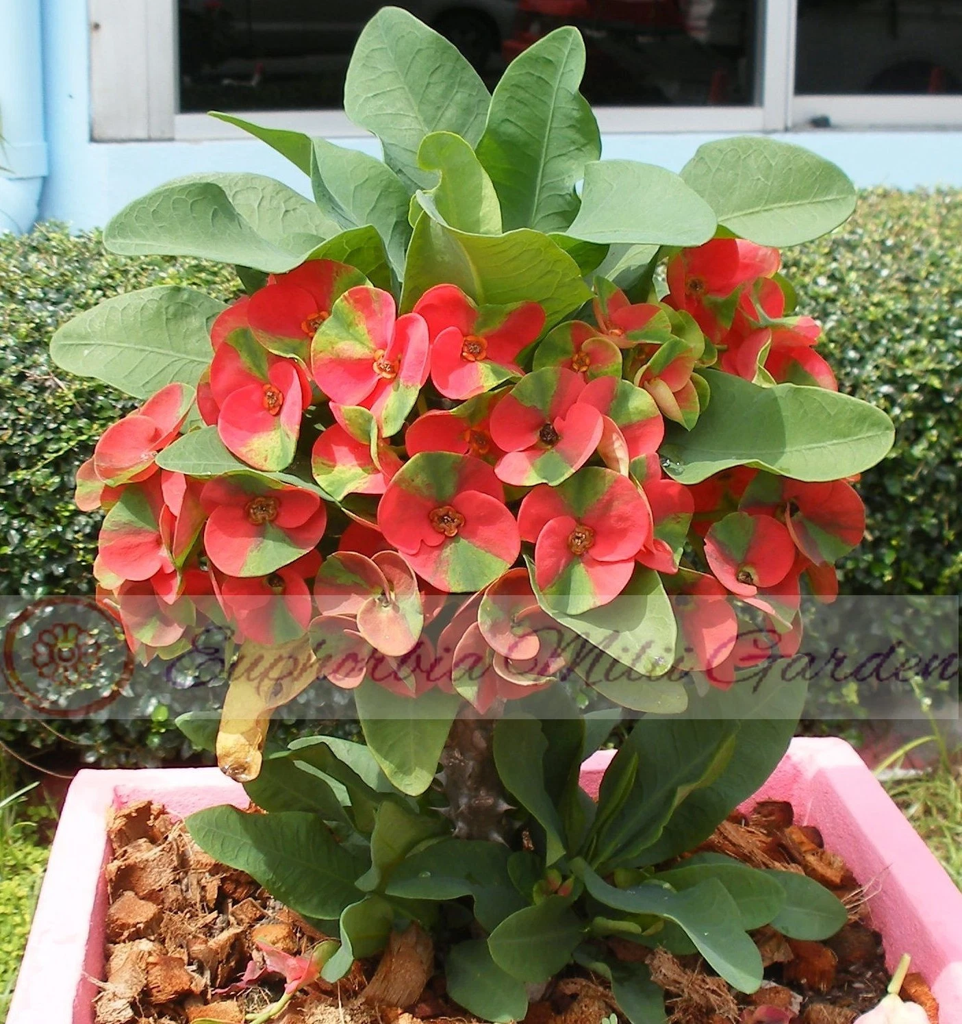 Sale Euphorbia Milii RED MILLIONAIRE Crown of Thorns Corona de Cristo Houseplant
Opens in a new wind