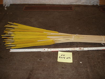 50 Schilfkolben am Stiel   Gelb  Indien Großhandel Sparpackung 50 - 70 Cm