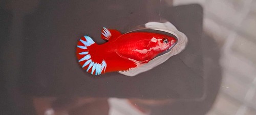 super quality hellboy red/blue star tail MALE OR FEMALE/BREEDING PAIR promo||\ - Picture 9 of 10