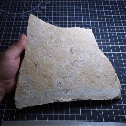 Placa grande Geocoma carinata estrella de mar fósil Solnhofen de 1,8 kg - Imagen 8 de 13