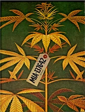 "MARIJUANA / MIAMI"  ~ (ILLUSTRATED ART) ~ (11" X 14") ~ ** BLACK MATTING ** #26