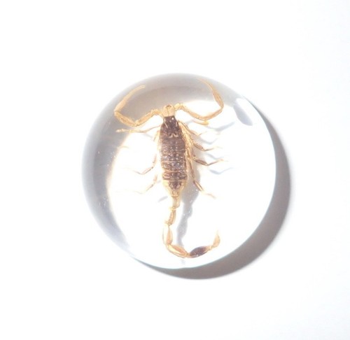 Insect Cabochon Golden Scorpion Specimen Round 19 mm Clear 18 pieces Lot - Picture 6 of 11