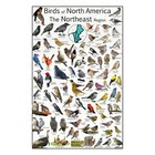 Where's Wildlife Birds of North America The Northeast Region - Bird Poster