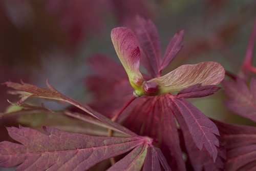 Fächerahorn 'Aconitifolium' Acer japonicum Topf gewachsen ca. 60cm - Bild 8 von 10