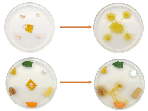 2x Badhamia utricularis, slime mold, Blob, Schleimpilz, nicht Physarum - Bild 3 von 7